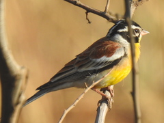 Emberiza flaviventris kalaharica