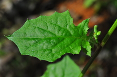 Youngia japonica
