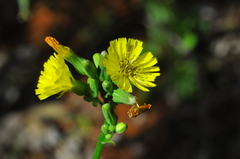 Youngia japonica