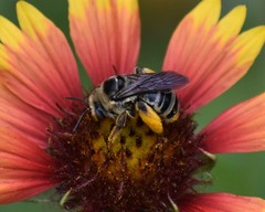 Melissodes communis communis