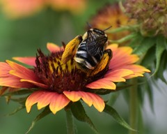 Melissodes communis communis