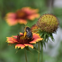 Melissodes communis communis