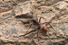 Dolichoderus spurius