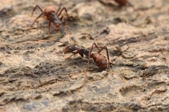 Dolichoderus spurius