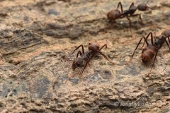 Dolichoderus spurius