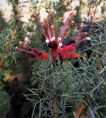Grevillea wilsonii