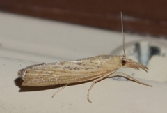 Pediasia dorsipunctellus