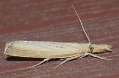Pediasia dorsipunctellus