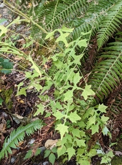 Mycelis muralis