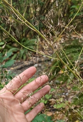 Mycelis muralis