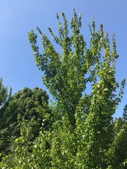 Chimonanthus praecox