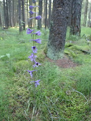 Delphinium crassifolium