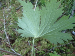 Delphinium crassifolium