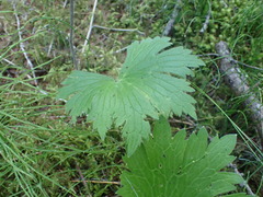 Delphinium crassifolium