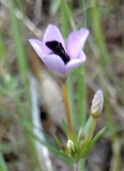 Adela trigrapha