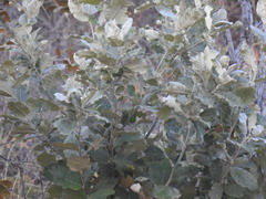 Brachylaena discolor