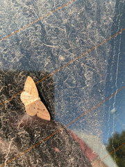 Cyclophora maderensis