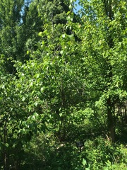 Chimonanthus praecox