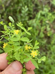 Hypericum boreale