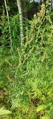 Artemisia vulgaris