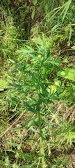 Artemisia vulgaris