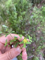 Hypericum boreale