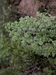 Hymenophyllum polyanthos