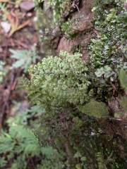 Hymenophyllum polyanthos