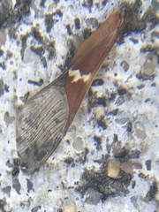 Leptoglossus clypealis