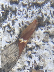 Leptoglossus clypealis