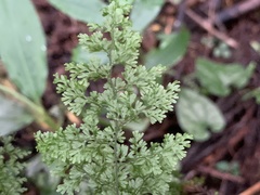 Hymenophyllum polyanthos