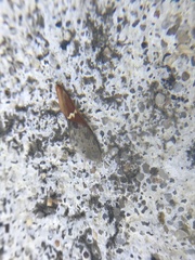 Leptoglossus clypealis