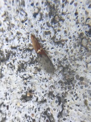 Leptoglossus clypealis