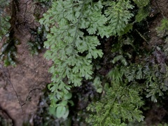 Hymenophyllum polyanthos