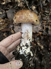 Rozites