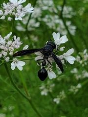 Zethus spinipes spinipes