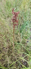 Rumex