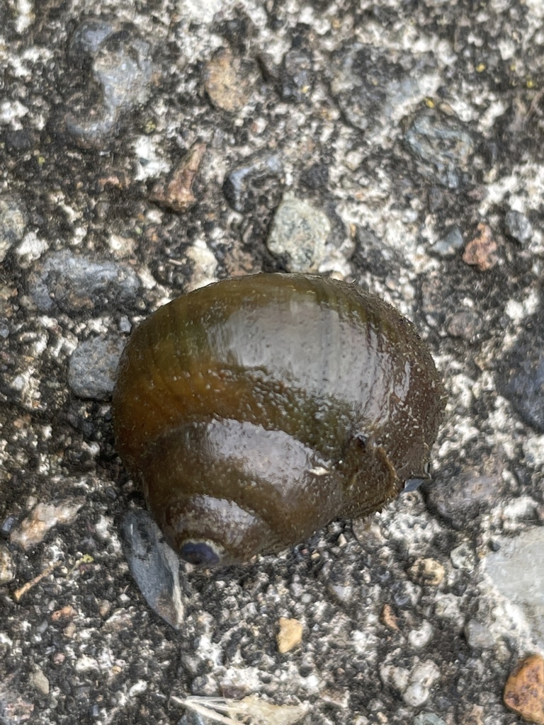 Japanese Mystery Snail from Haruta Park, Chikuma, Nagano, JP on August ...