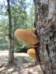 Inonotus quercustris