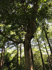 Elaeocarpus sylvestris