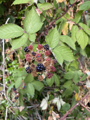 Rubus armeniacus