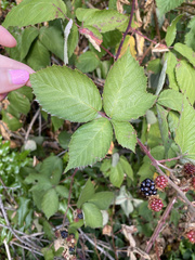 Rubus armeniacus