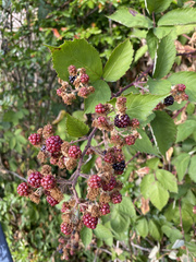 Rubus armeniacus