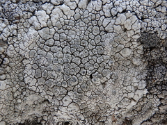 Lecanographa hypothallina