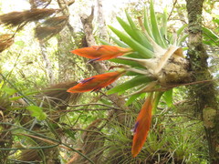 Tillandsia multicaulis