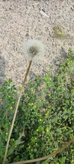 Taraxacum officinale