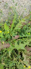 Taraxacum officinale