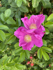 Rosa rugosa