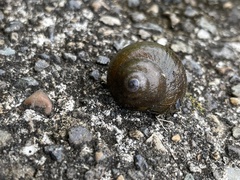 Heterogen japonica