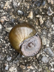 Heterogen japonica
